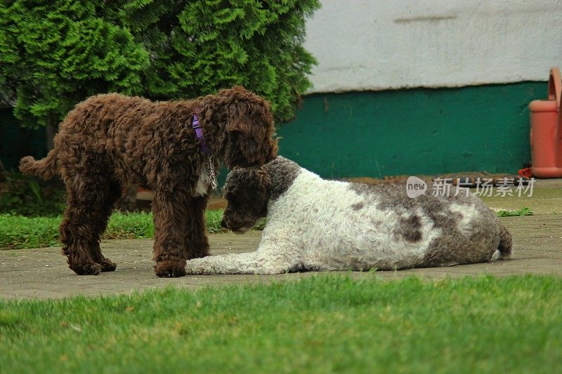 动物家庭两只母狗Lagotto Romagnolo